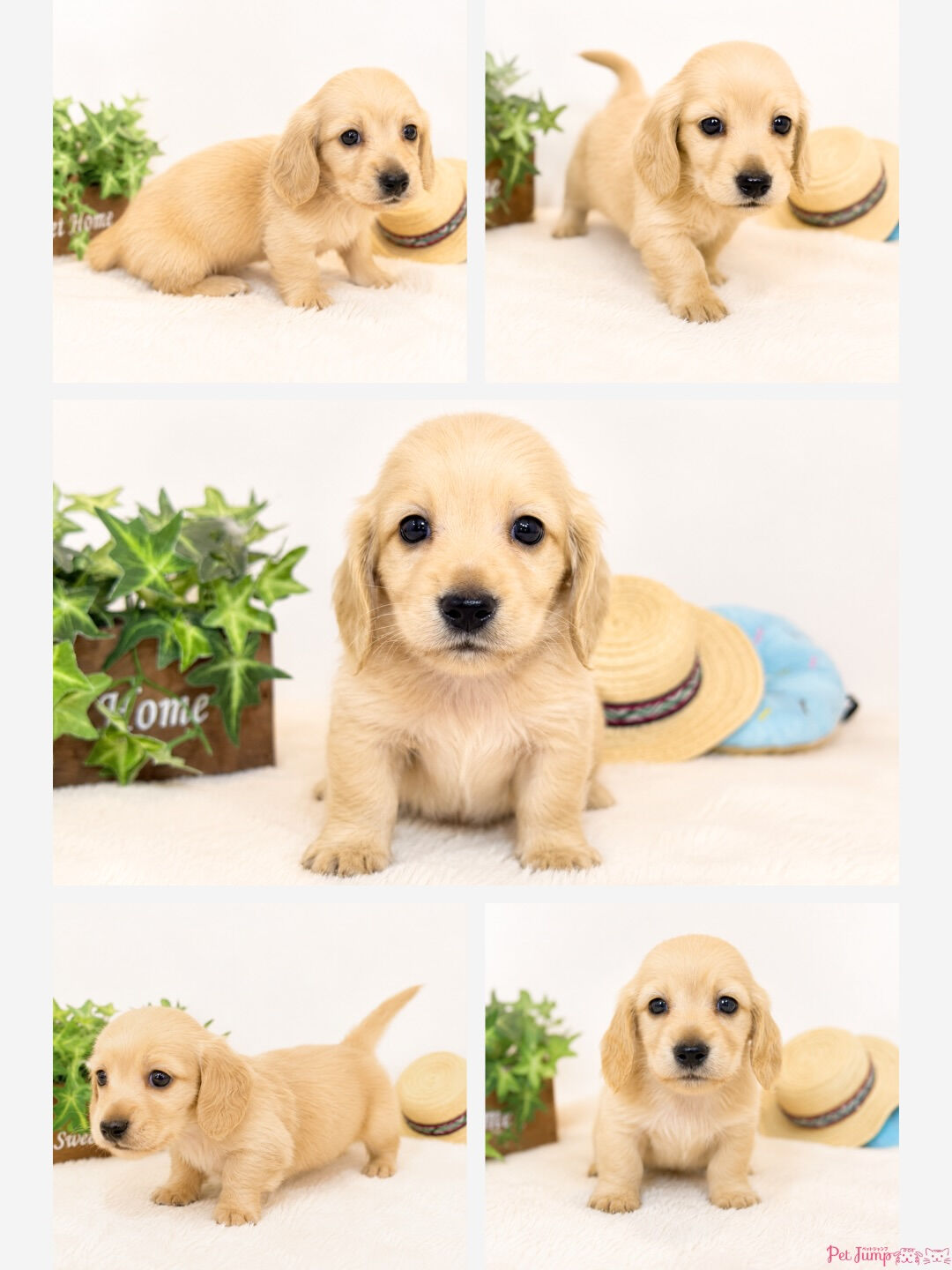 🐶💗 家族募集中 💗🐶