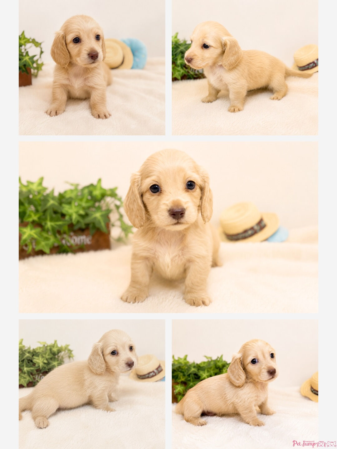 🐶💗 家族募集中 💗🐶
