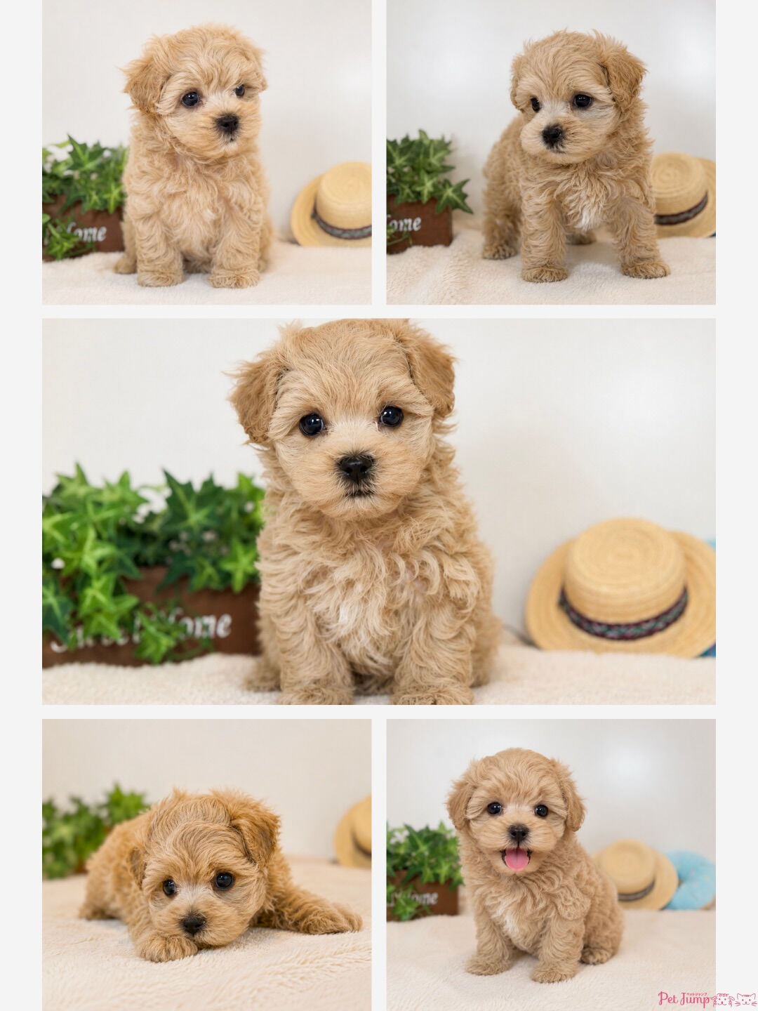 multi_image