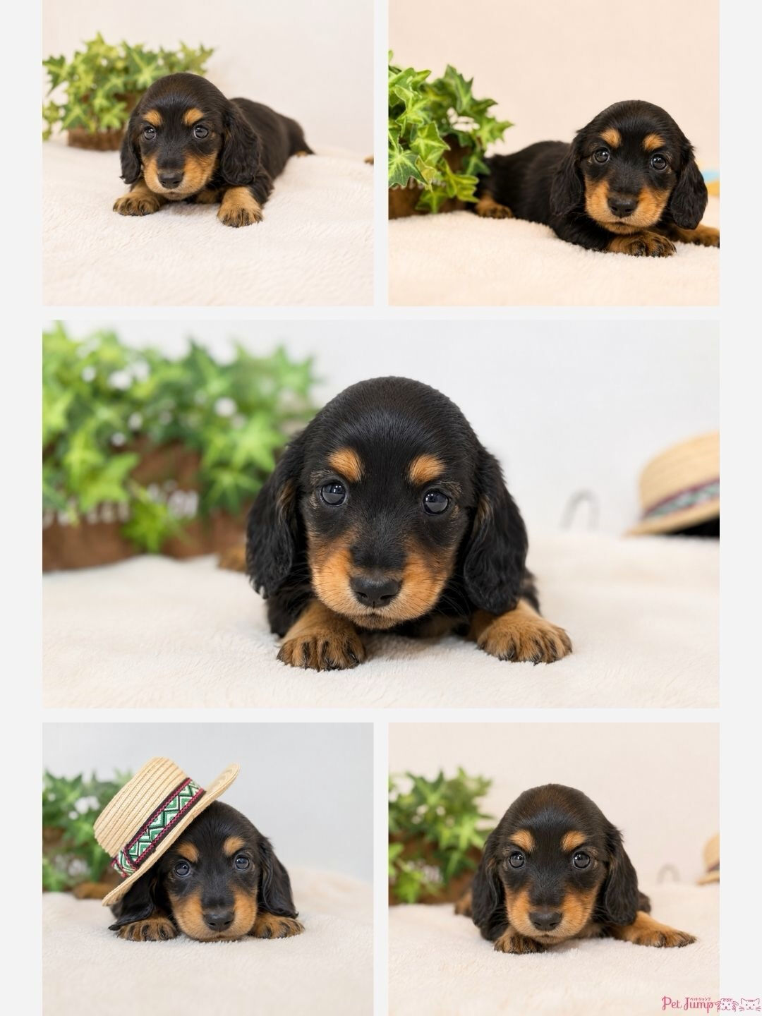 🐶💗 家族募集中 💗🐶