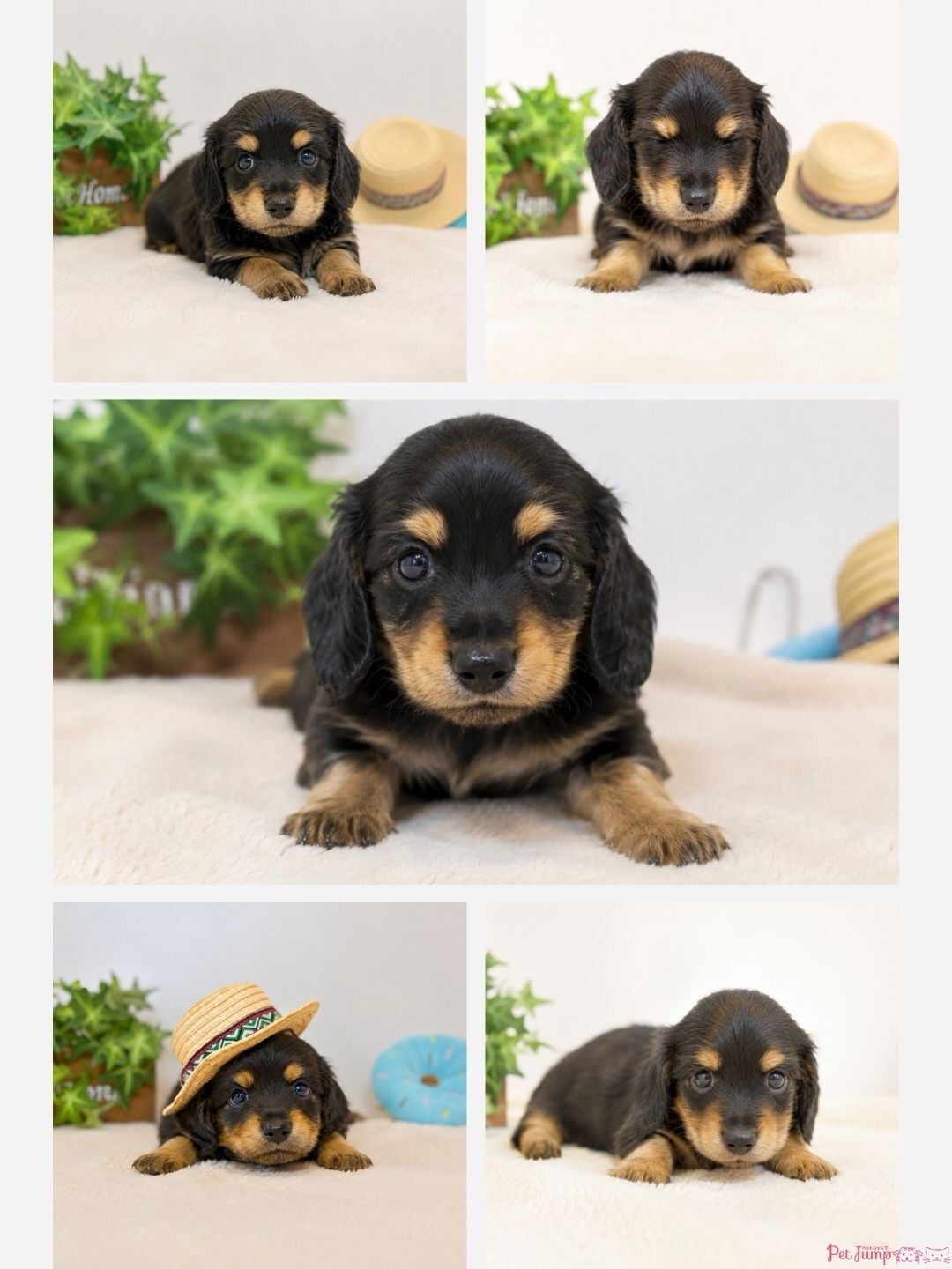 🐶💗 家族募集中 💗🐶