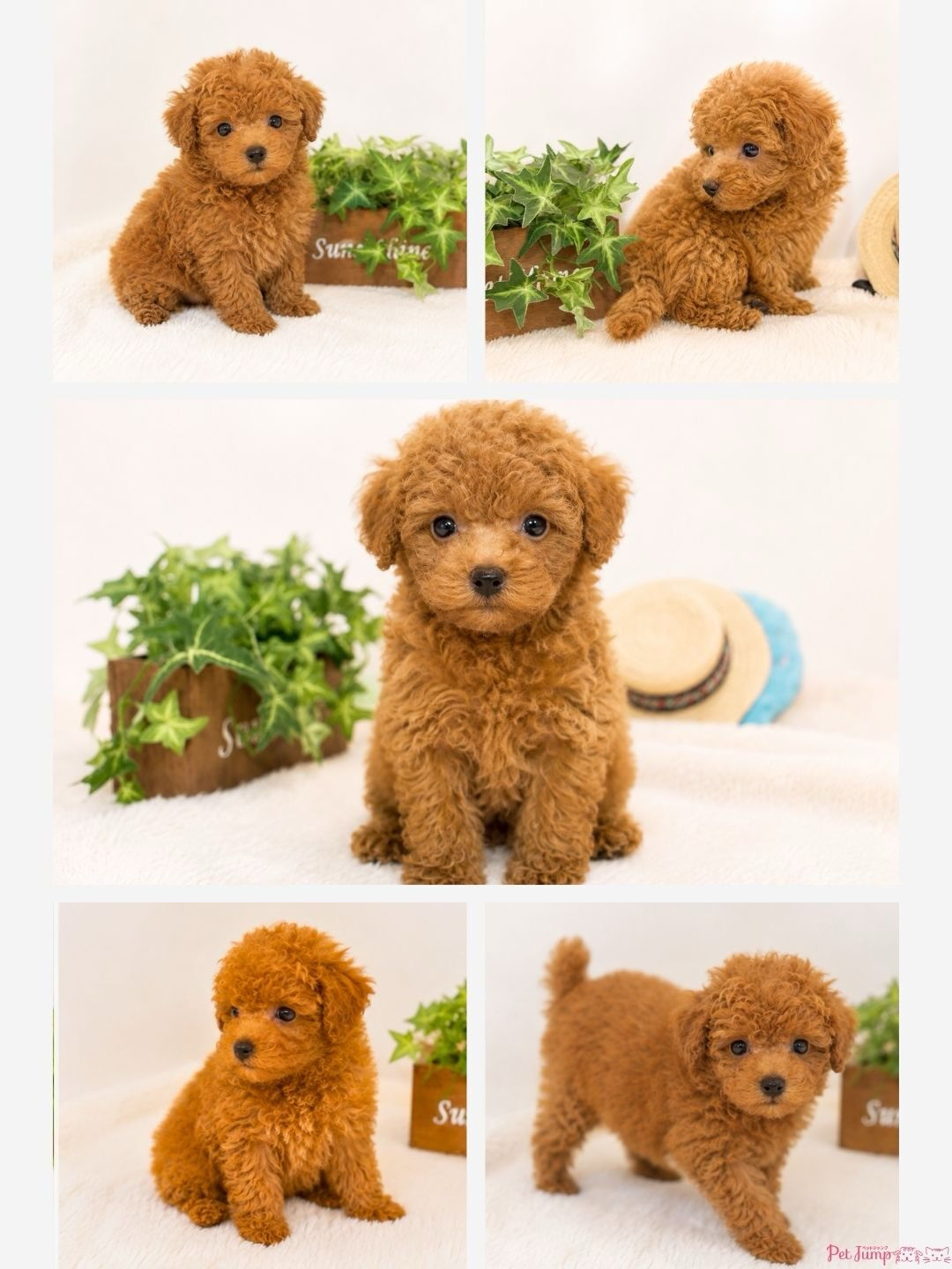🐶💗 家族募集中 💗🐶