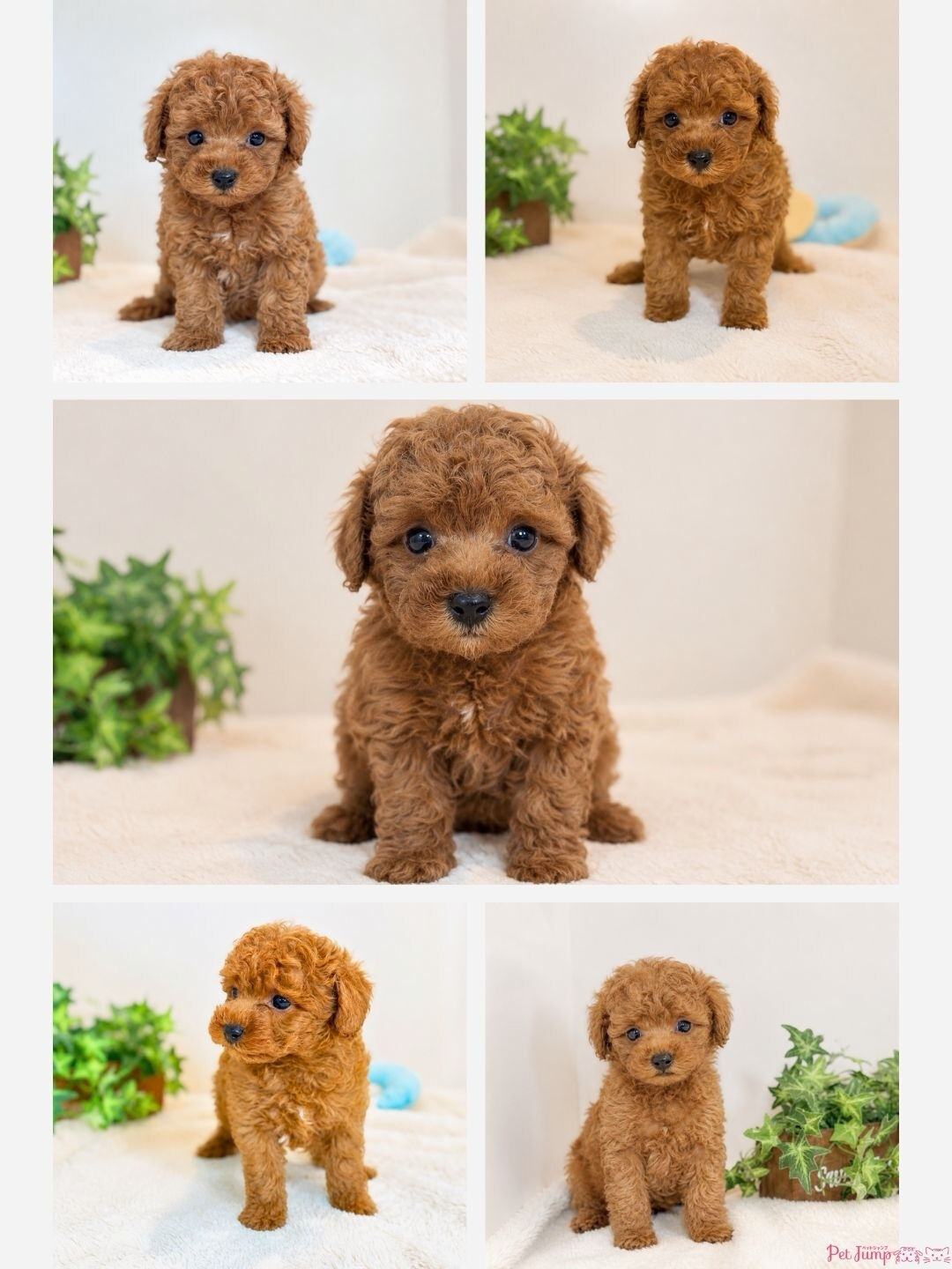 🐶💗 家族募集中 💗🐶