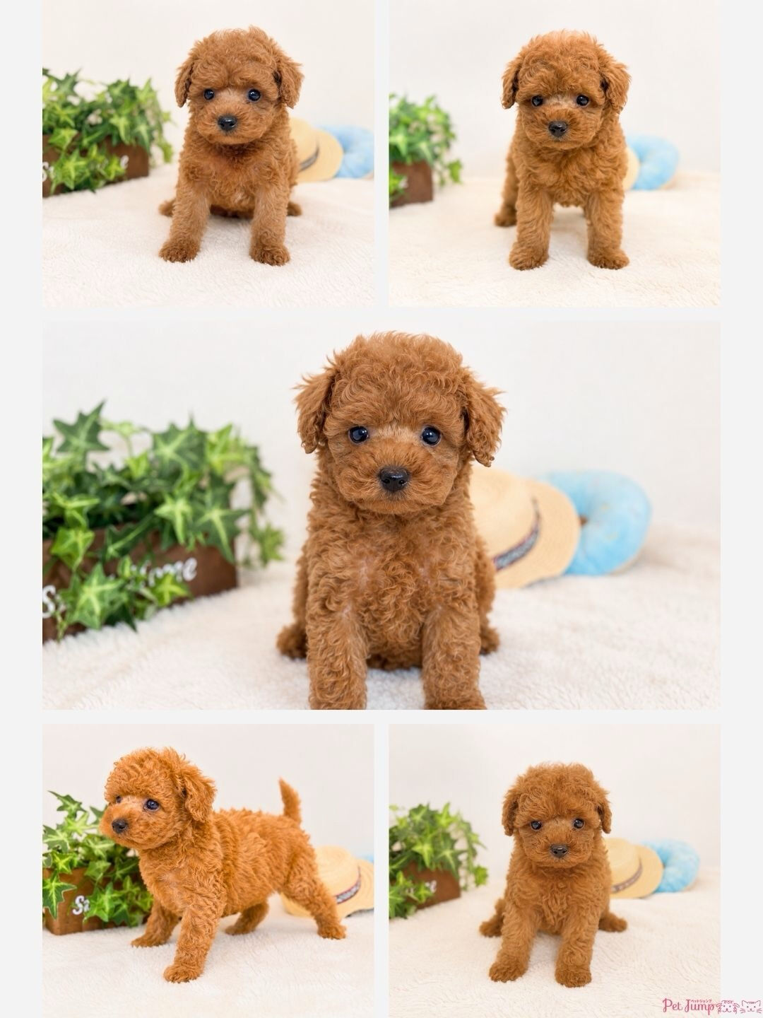 🐶💗 家族募集中 💗🐶