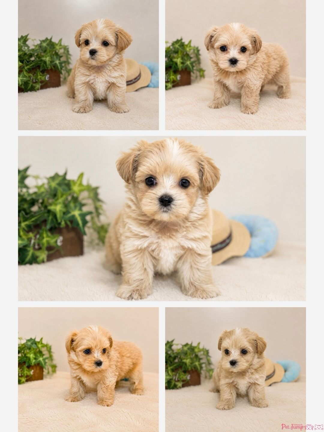 🐶💗 家族募集中 💗🐶
