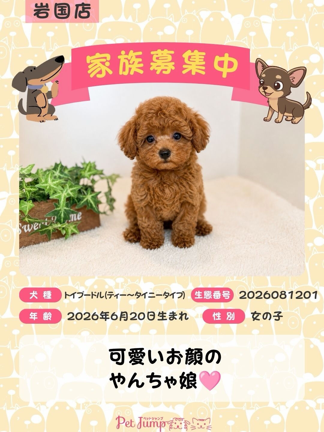 🐶💗 家族募集中 💗🐶