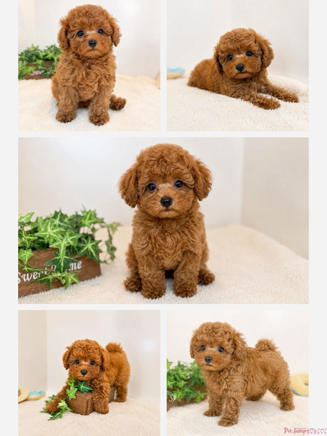 🐶💗 家族募集中 💗🐶