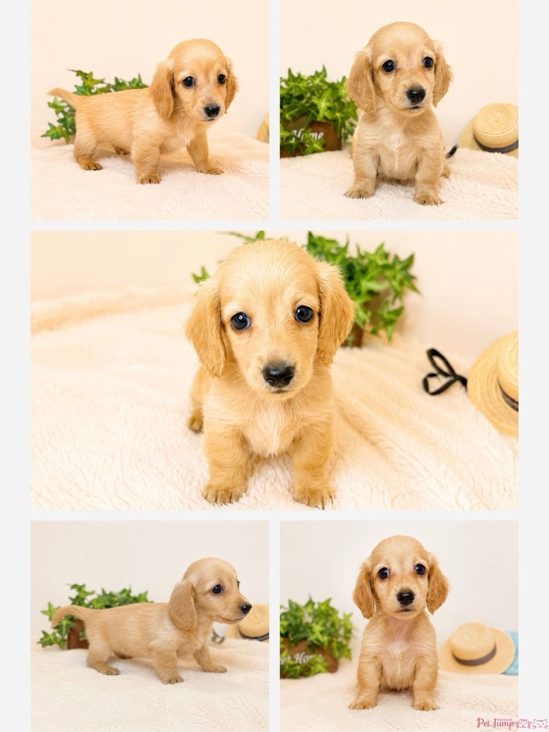 🐶💗 家族募集中 💗🐶