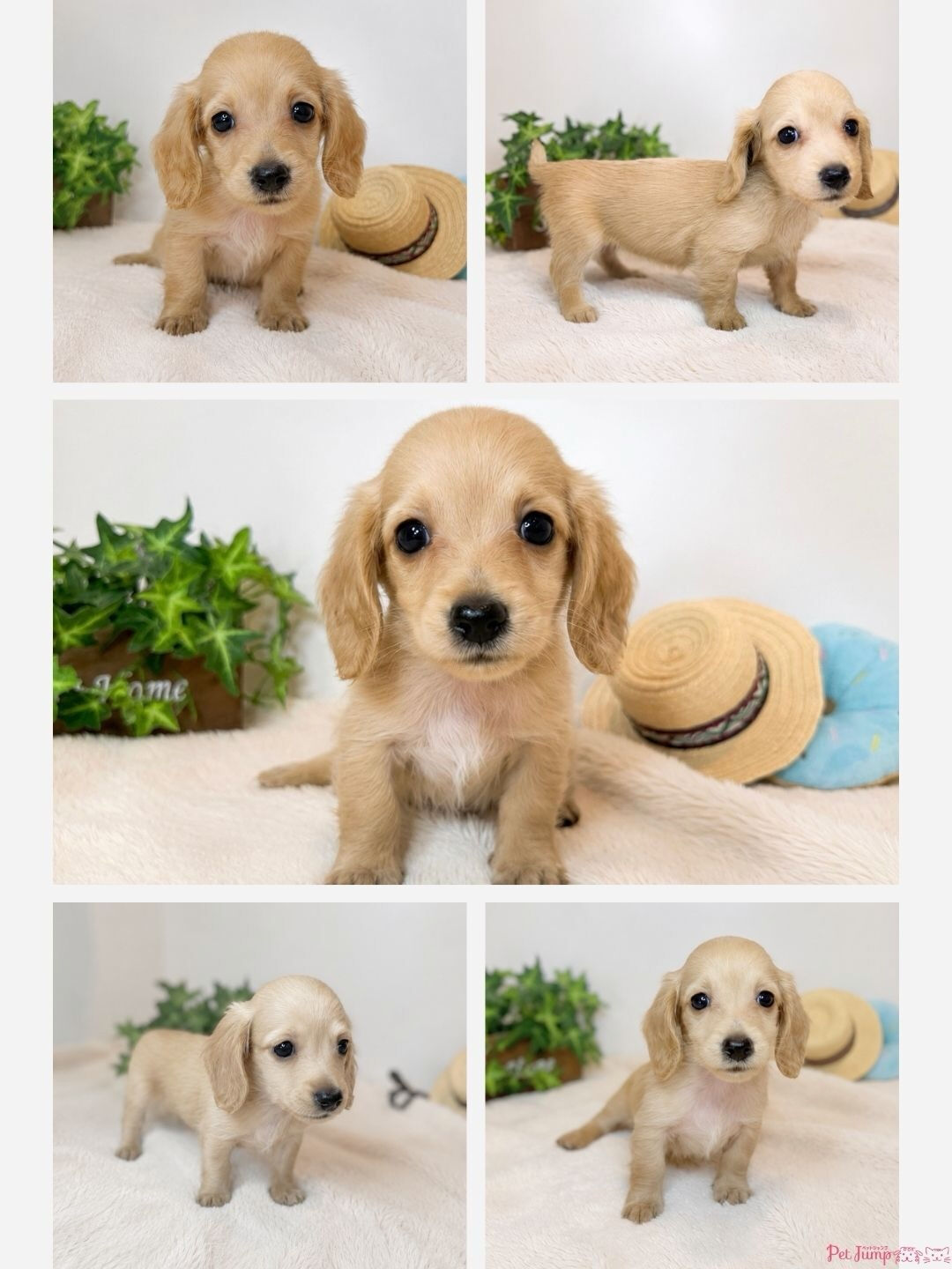 🐶💗 家族募集中 💗🐶