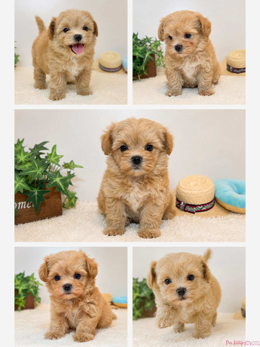🐶💗 家族募集中 💗🐶