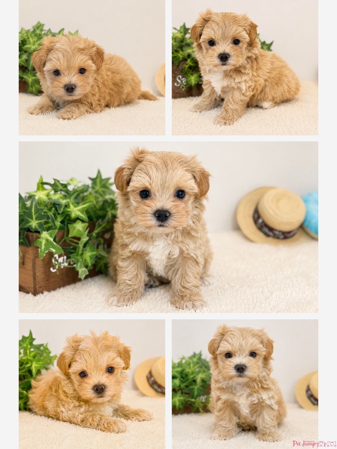 🐶💗 家族募集中 💗🐶
