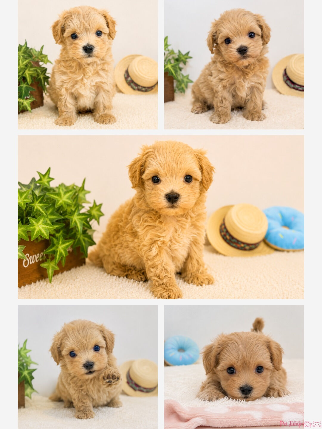 🐶💗 家族募集中 💗🐶