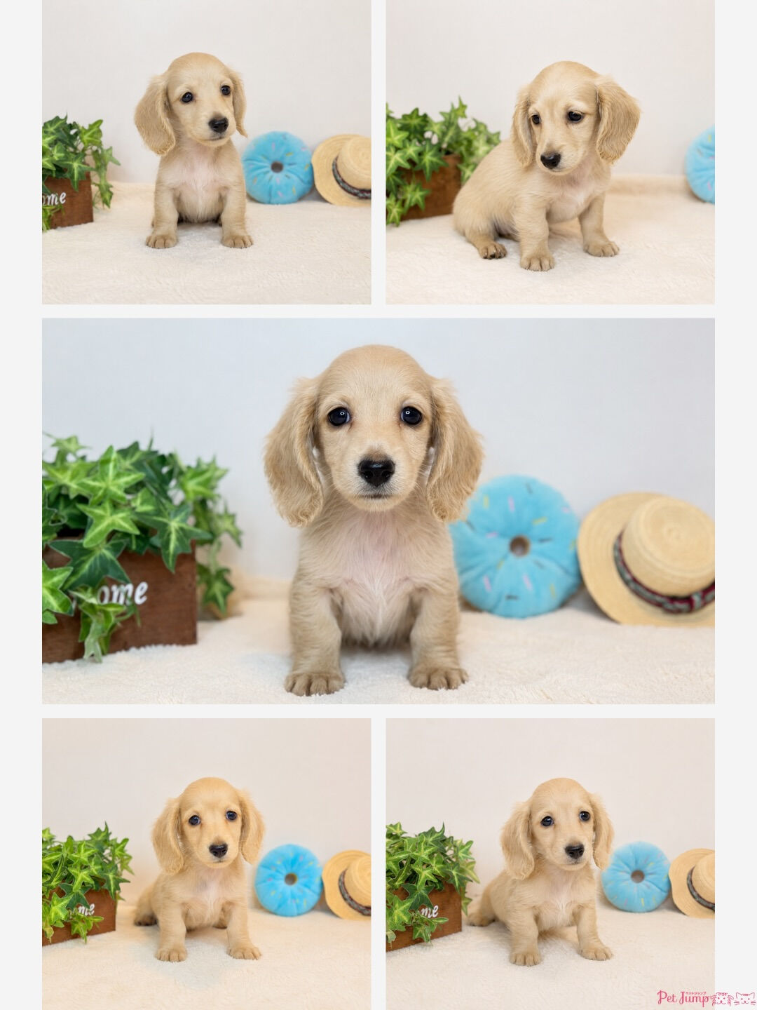 🐶💗 家族募集中 💗🐶