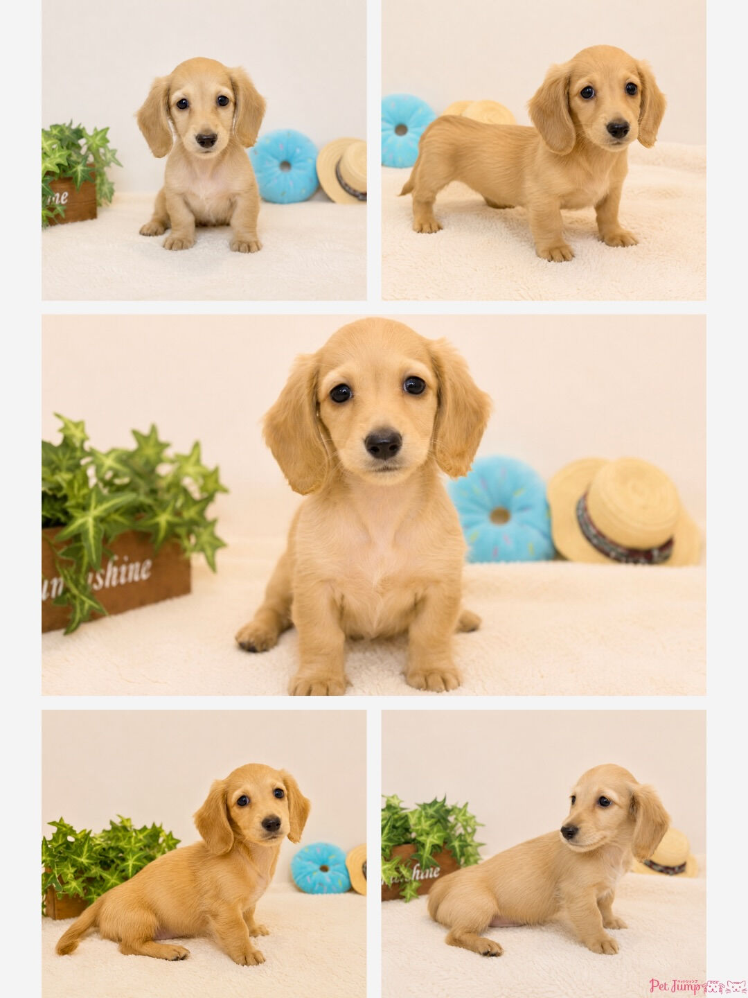🐶💗 家族募集中 💗🐶