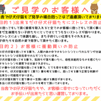 画像8937：New Face ポメラニアン