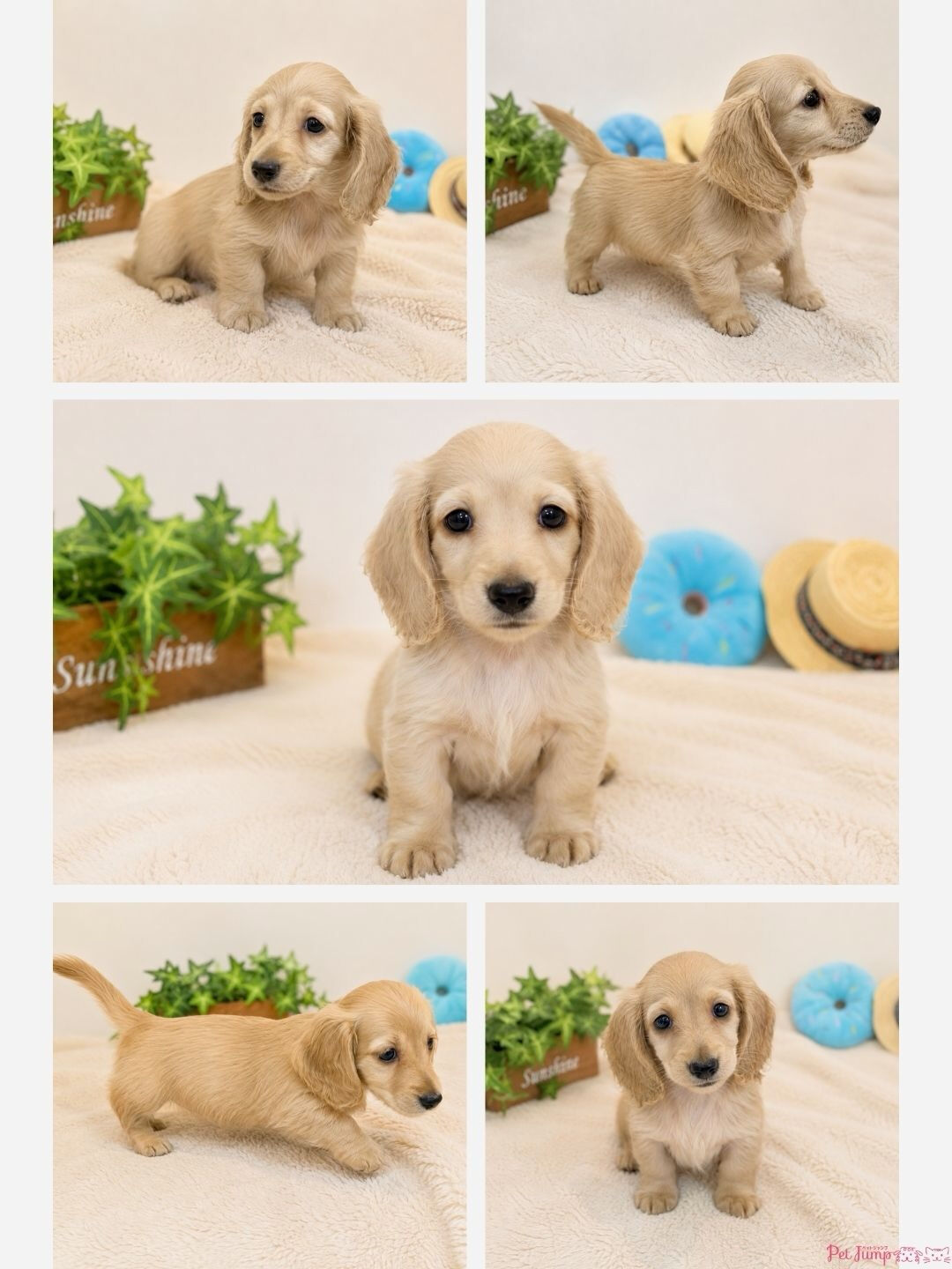 🐶💗 家族募集中 💗🐶