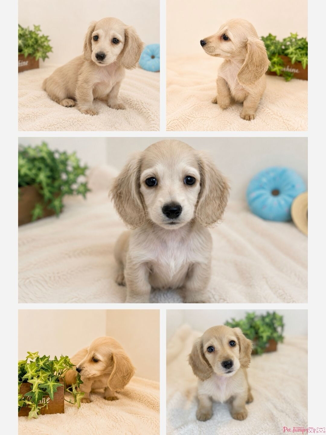 🐶💗 家族募集中 💗🐶