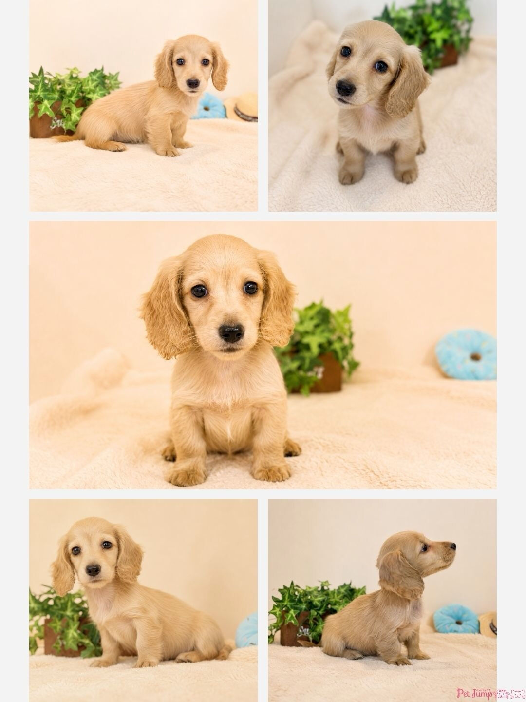 🐶💗 家族募集中 💗🐶