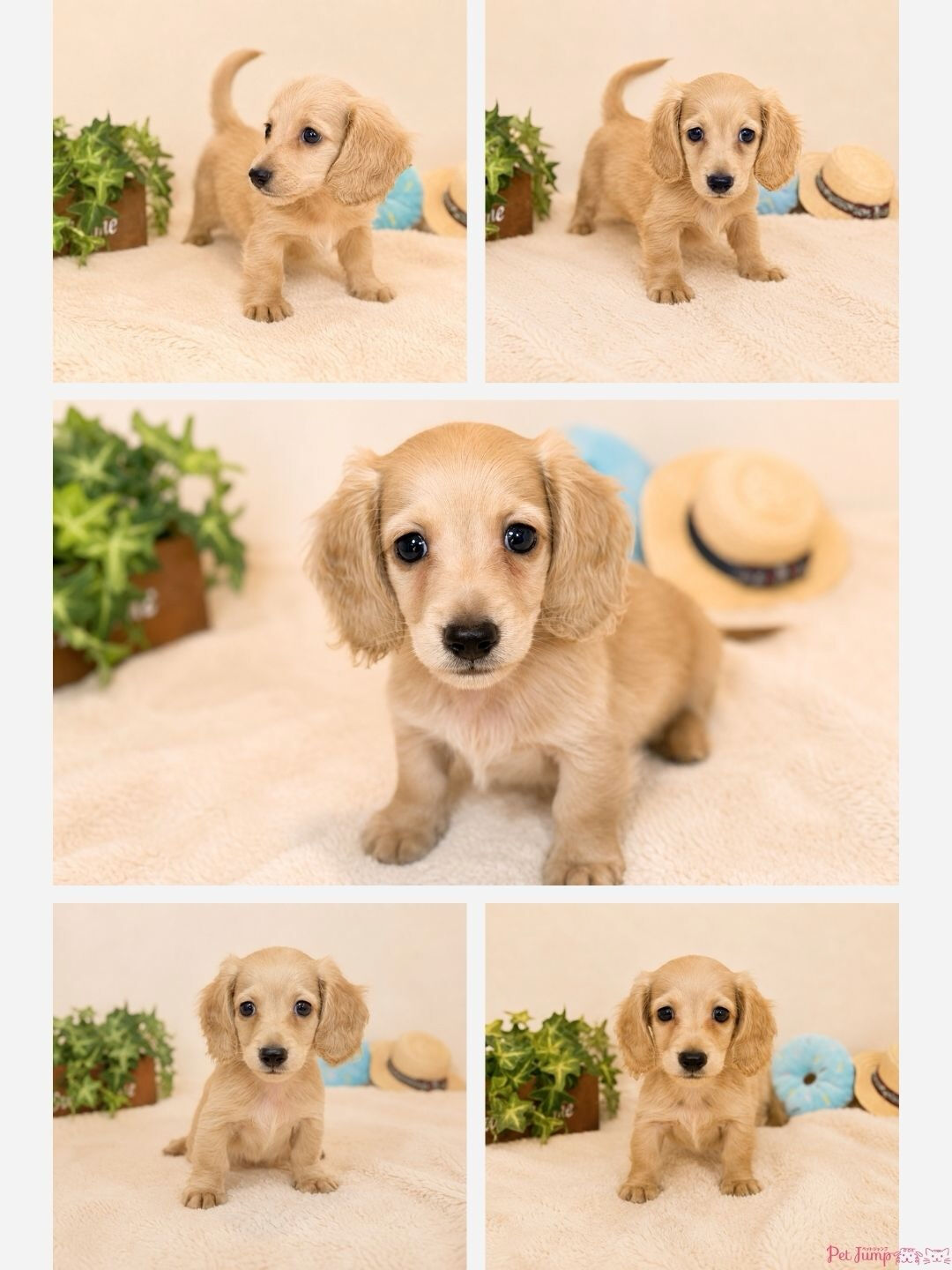 🐶💗 家族募集中 💗🐶