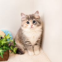 画像9029：New Face ノルウェージャンフォレストキャット