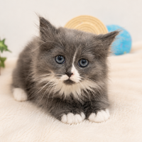 画像9036：New Face ノルウェージャンフォレストキャット