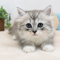 画像9045：New Face ノルウェージャンフォレストキャット