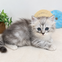 画像9046：New Face ノルウェージャンフォレストキャット