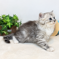 画像9047：New Face ノルウェージャンフォレストキャット