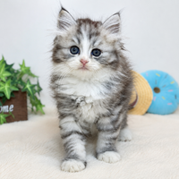画像9054：New Face ノルウェージャンフォレストキャット