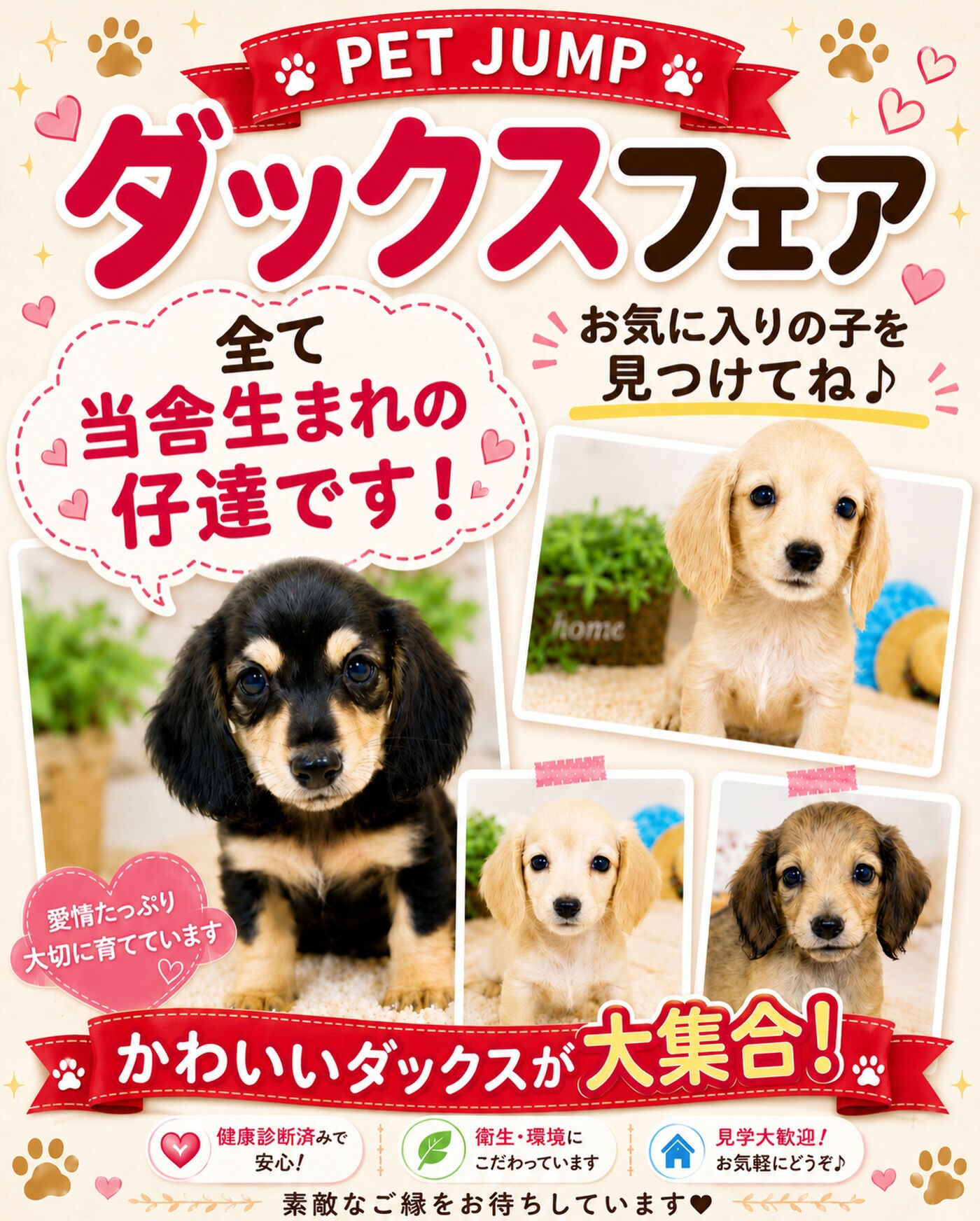 🐾 ダックスフェア開催中！ 🐾