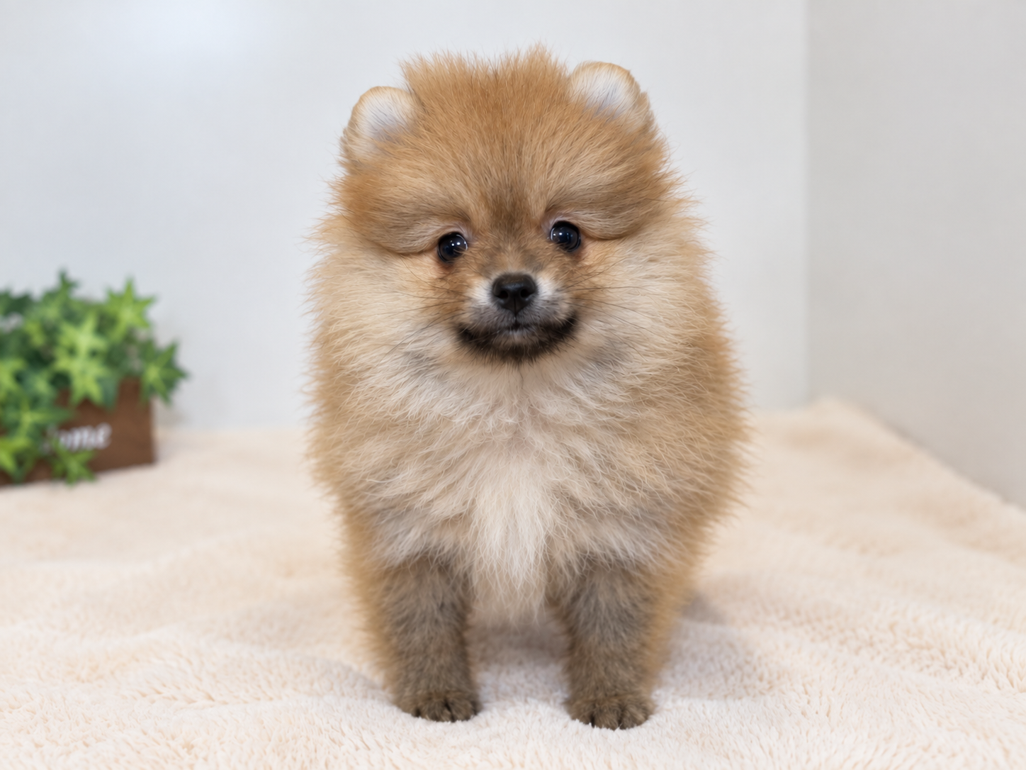 New Face ポメラニアン