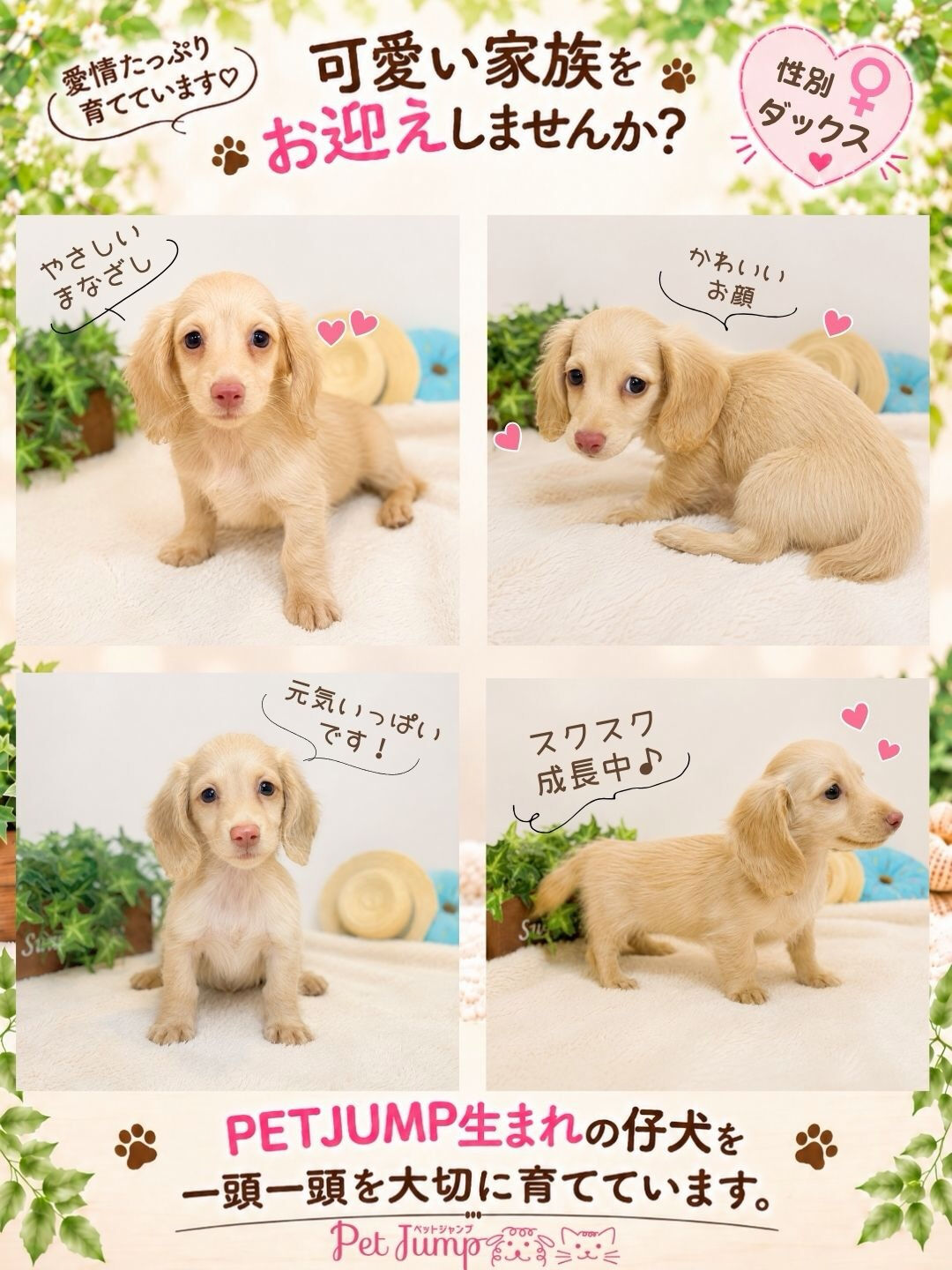 🐶💗 家族募集中 💗🐶