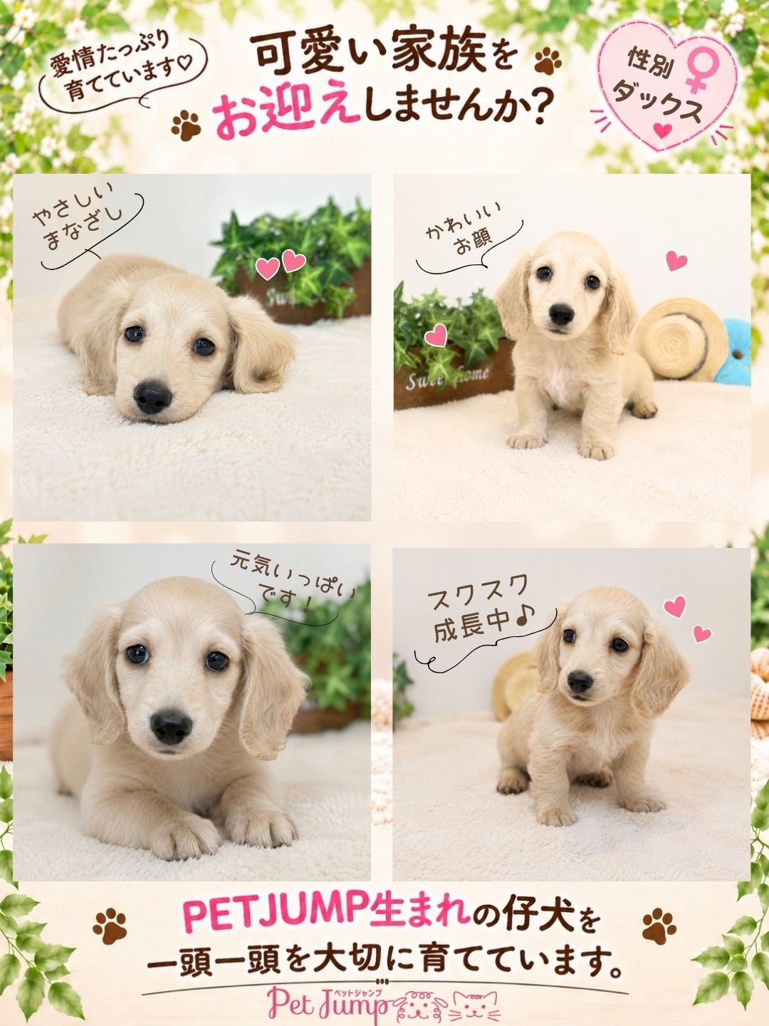 🐶💗 家族募集中 💗🐶