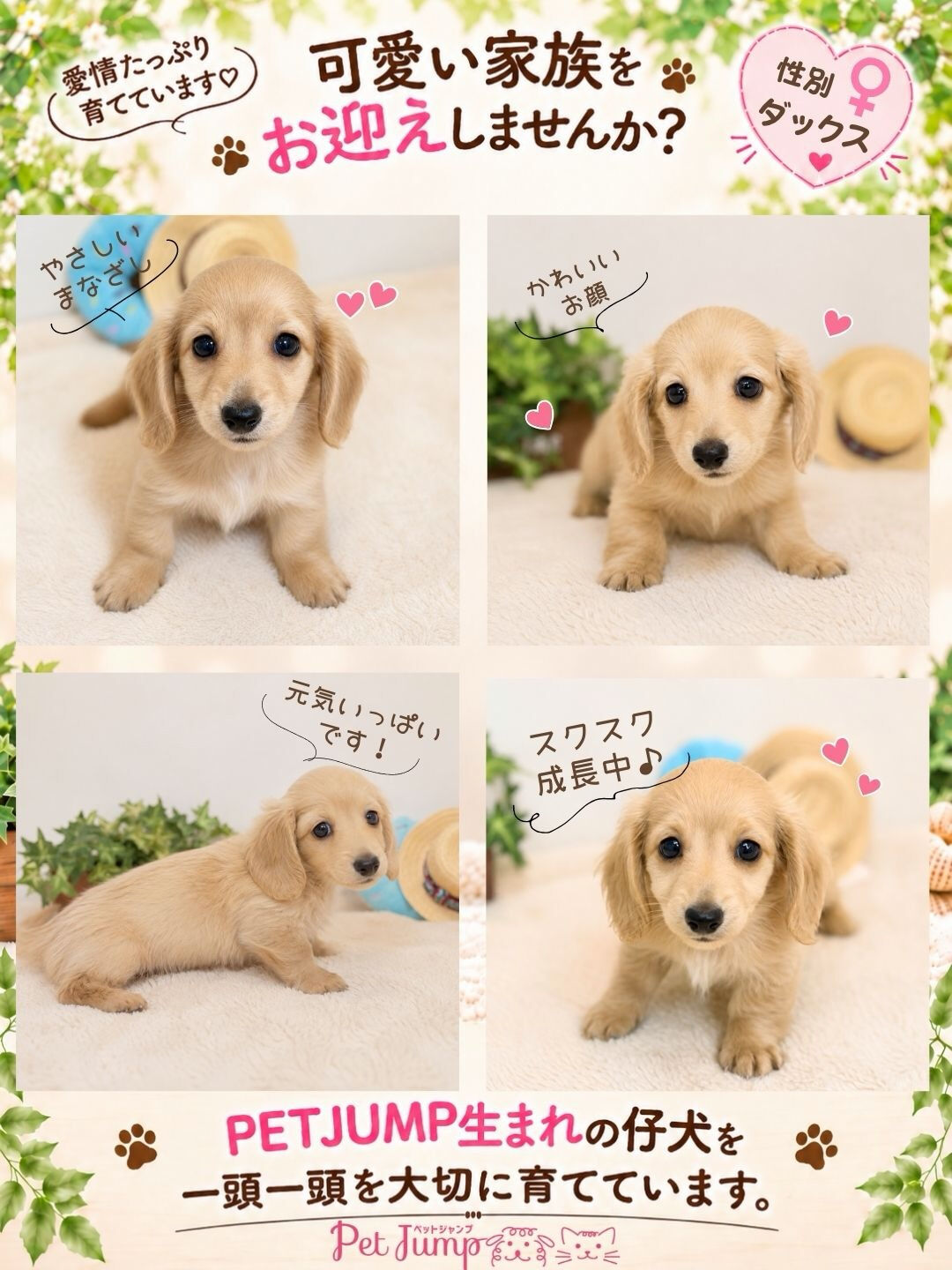 🐶💗 家族募集中 💗🐶
