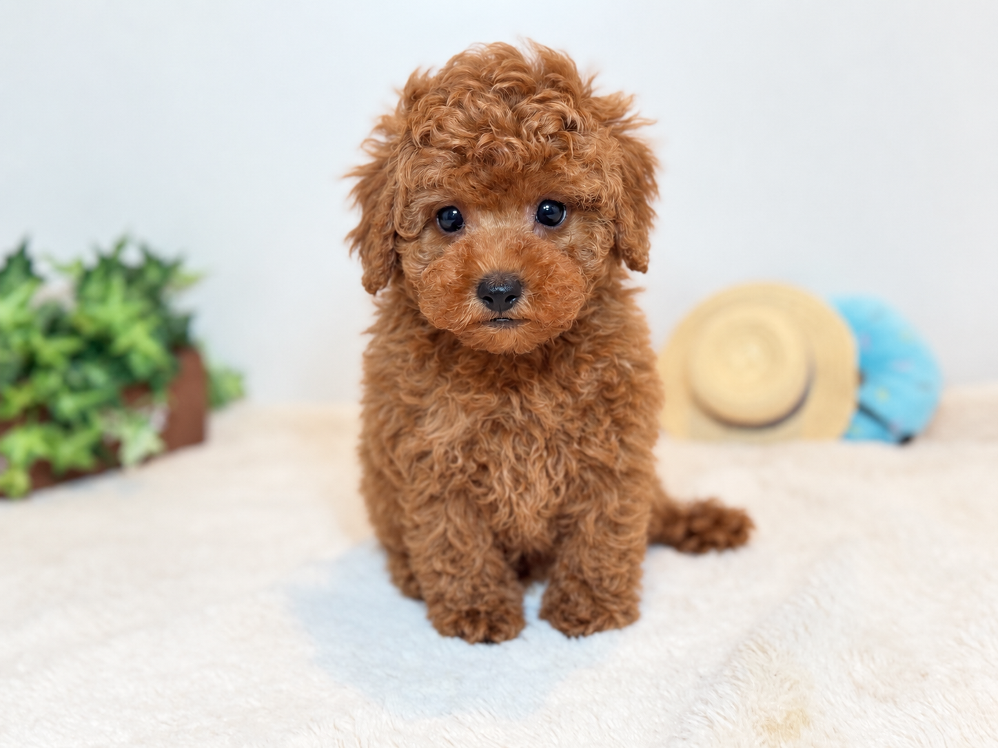 New Face トイプードル(タイニータイプ)
