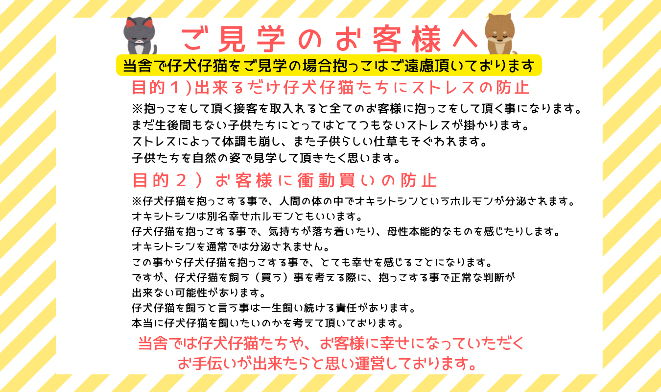 New Face トイプードル