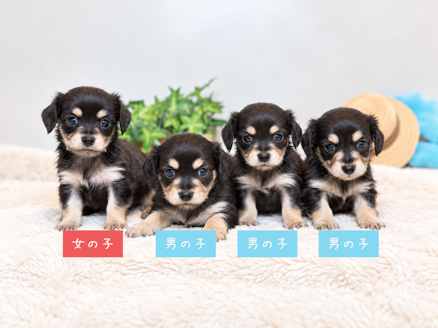 チワックス