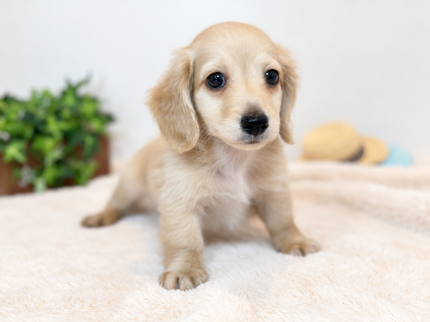 New Face ミニチュアダックスフンド