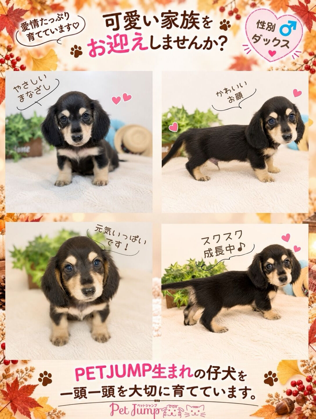 🐶💗 家族募集中 💗🐶