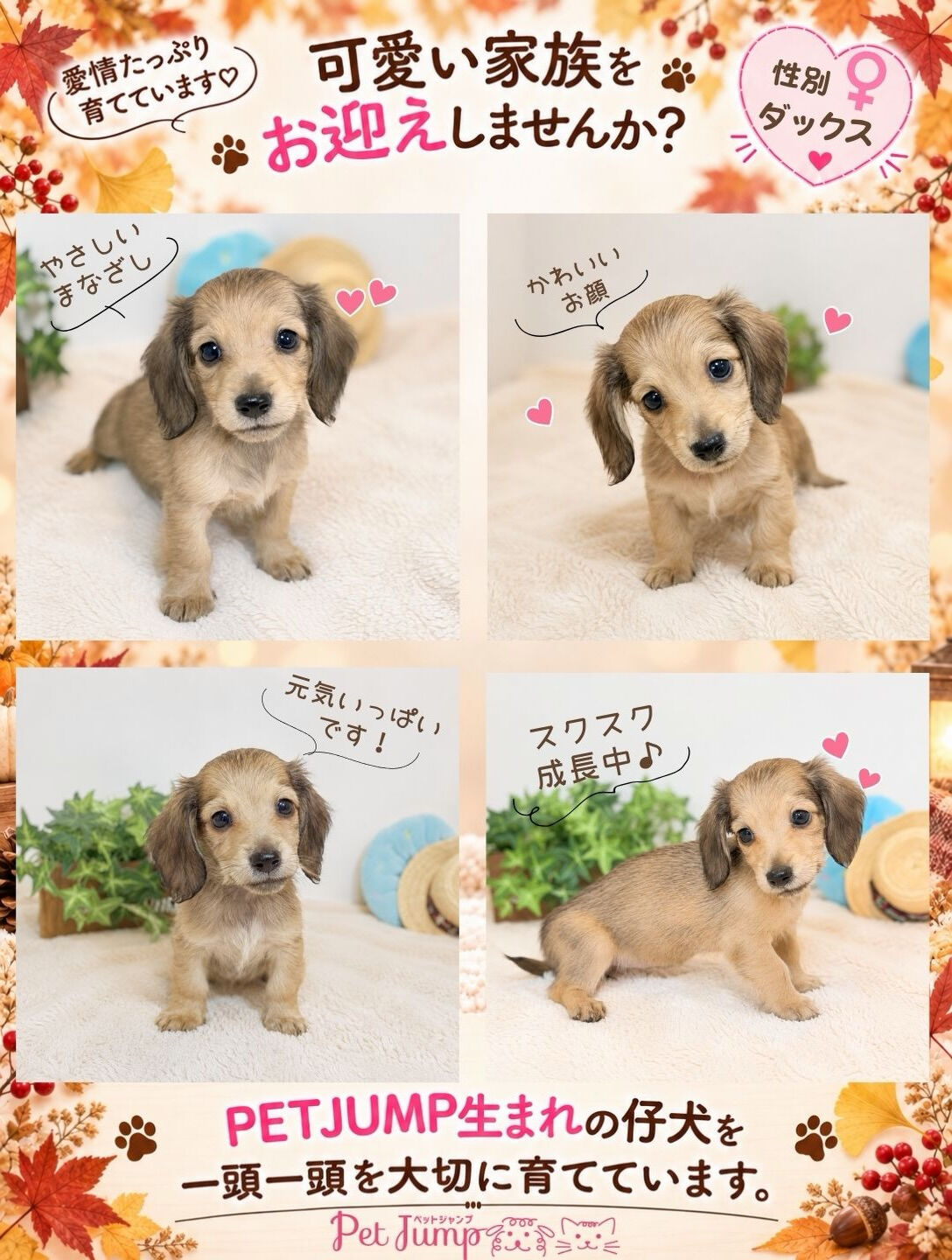 🐶💗 家族募集中 💗🐶