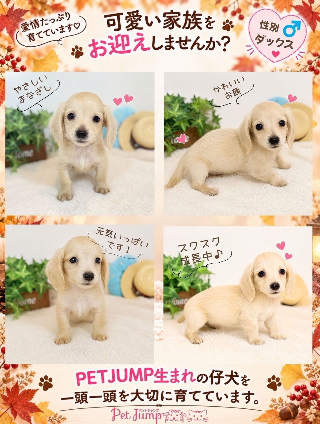 🐶💗 家族募集中 💗🐶