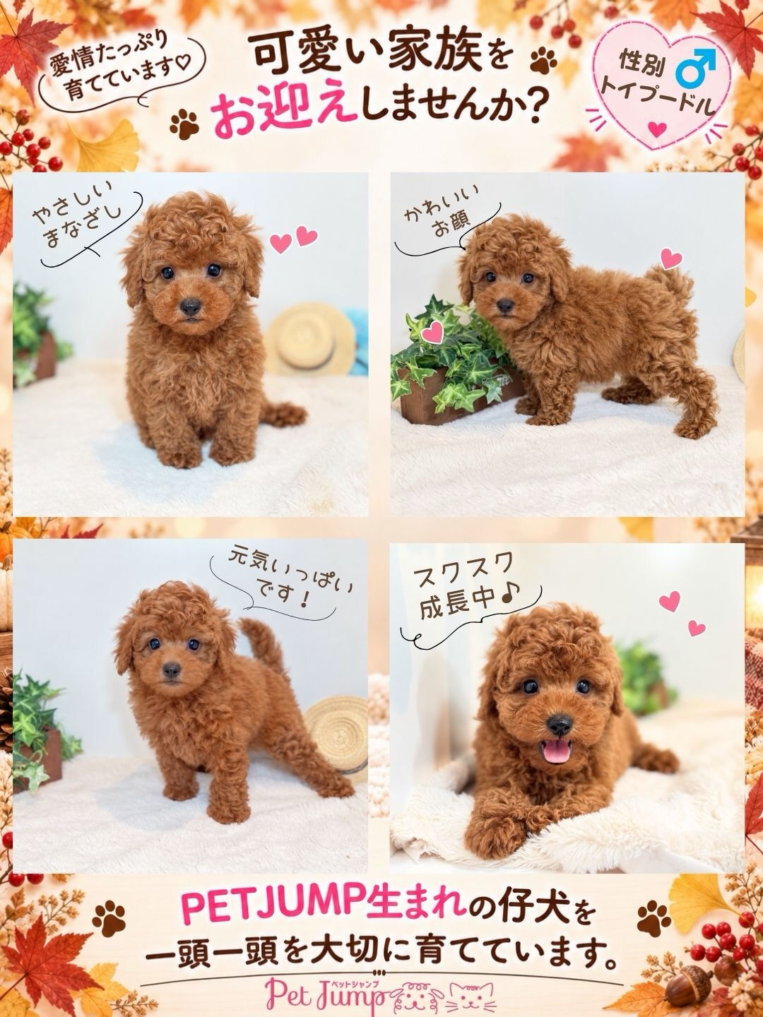 🐶💗 家族募集中 💗🐶