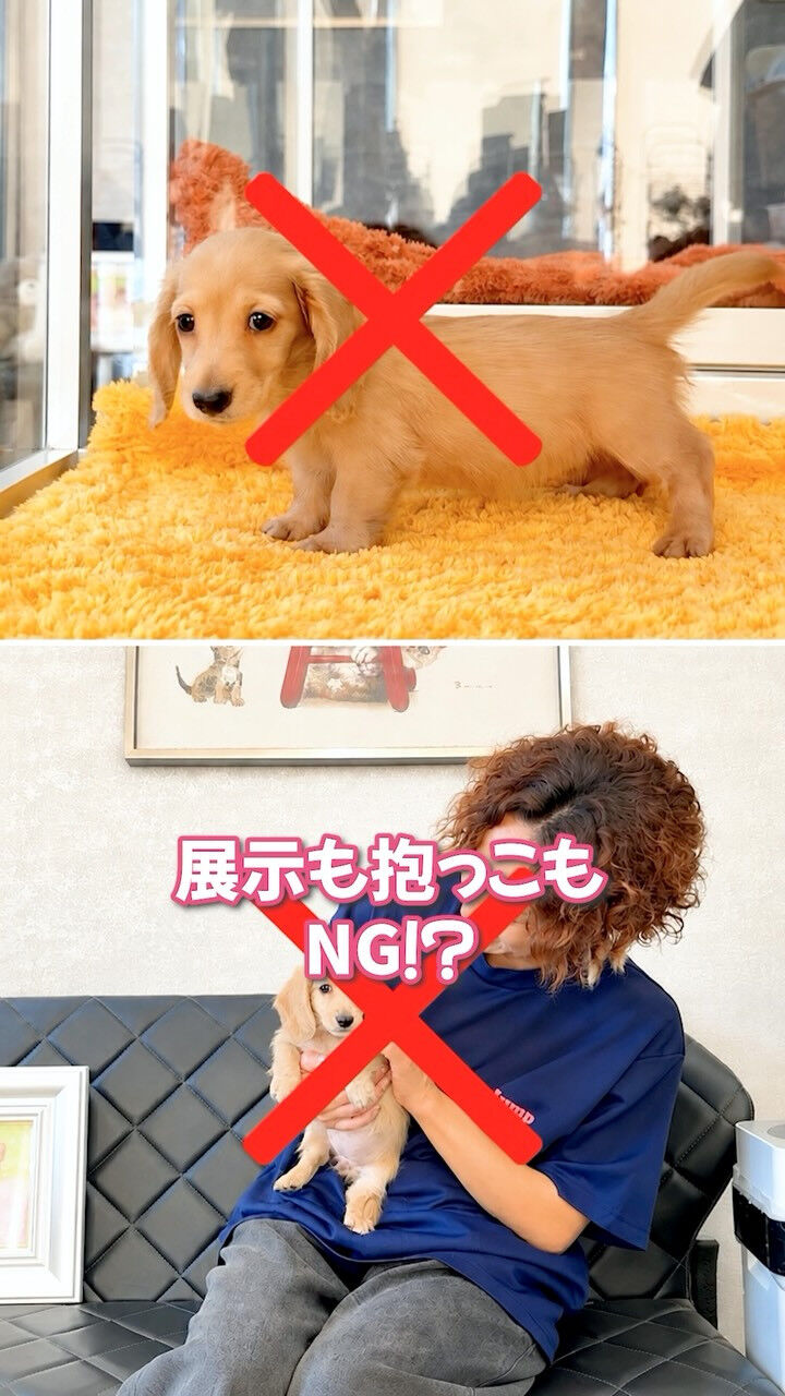 実はPetJump、