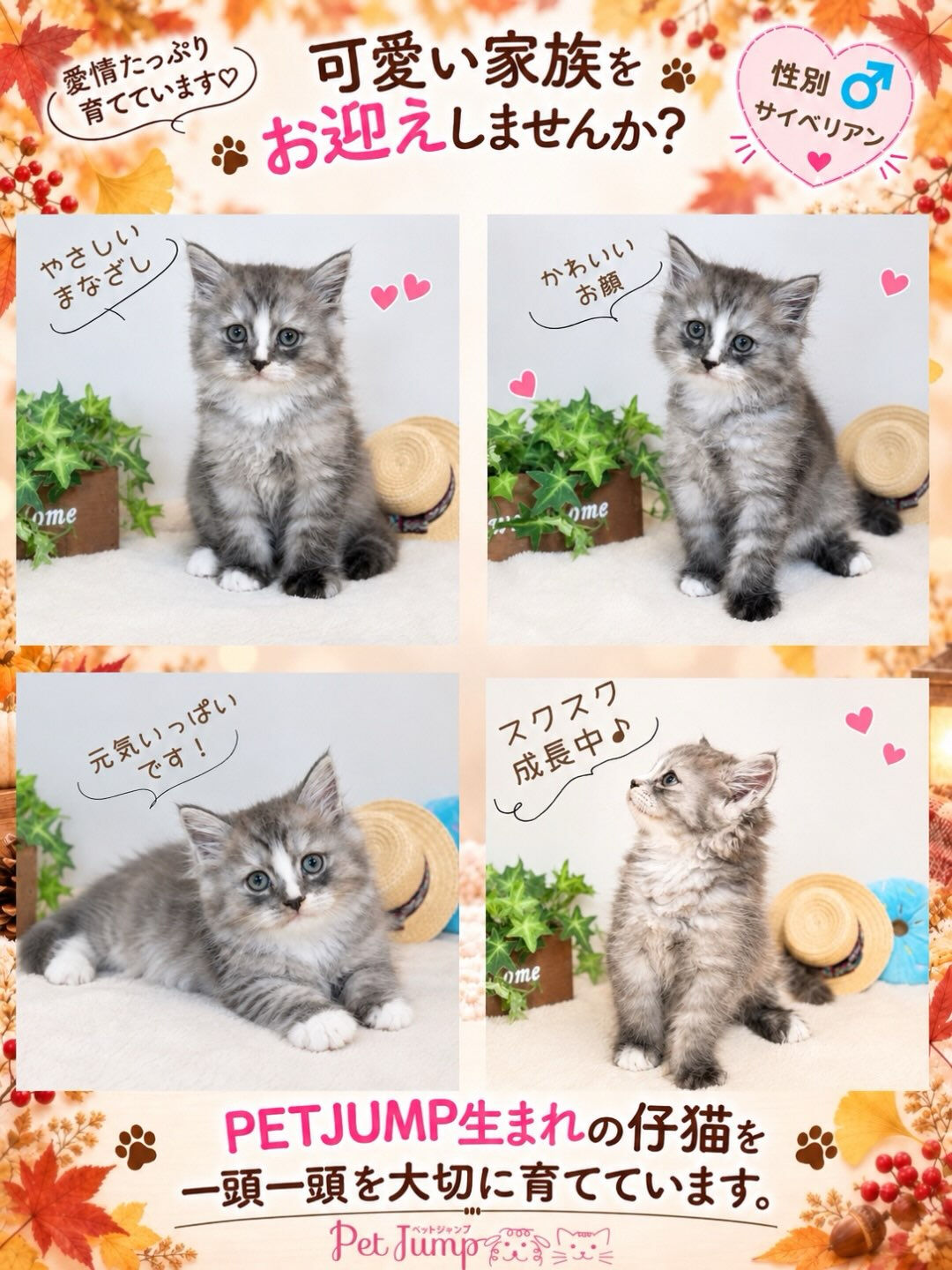 🐱💗 家族募集中 💗🐱