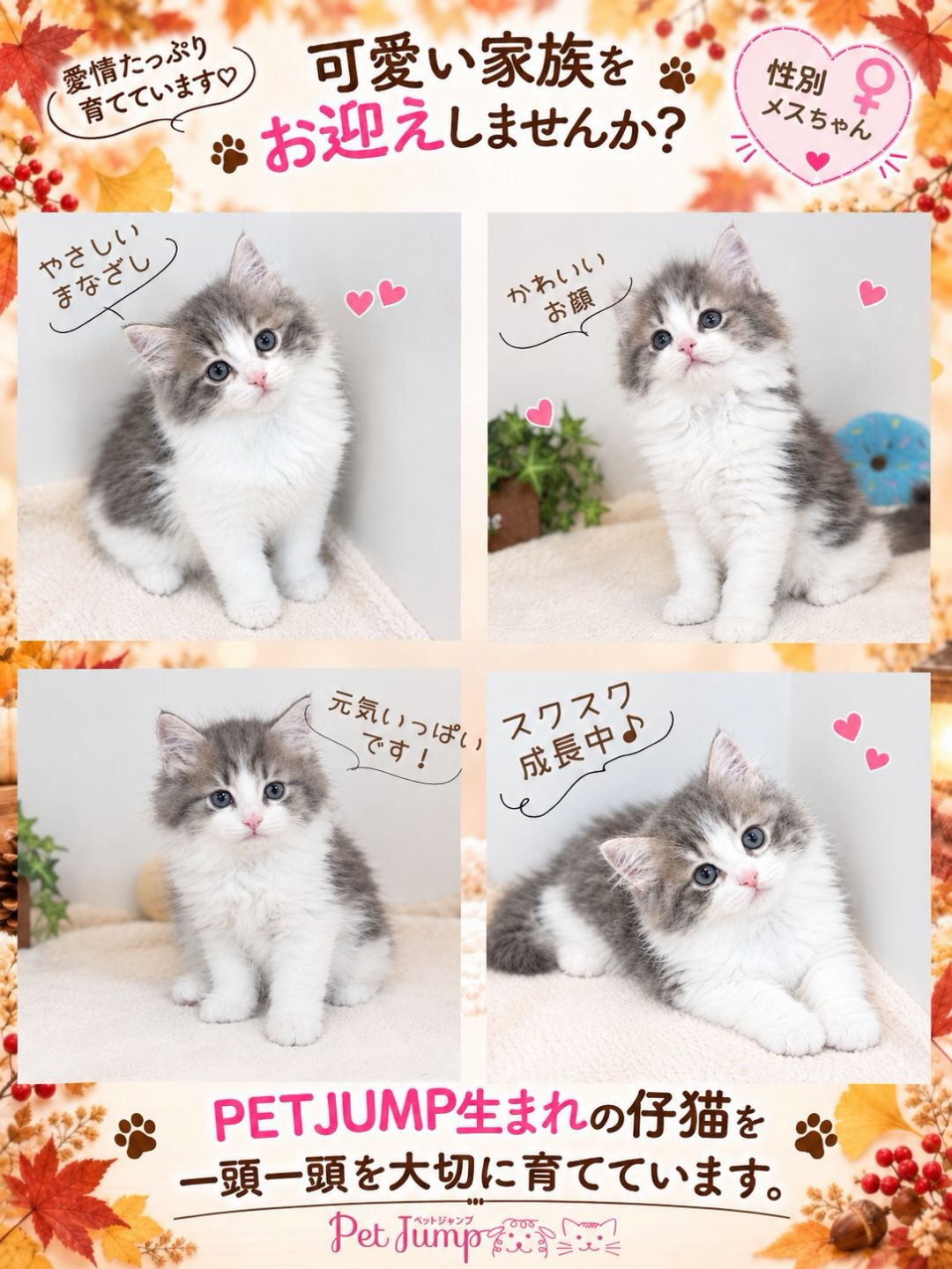 🐱💗 家族募集中 💗🐱