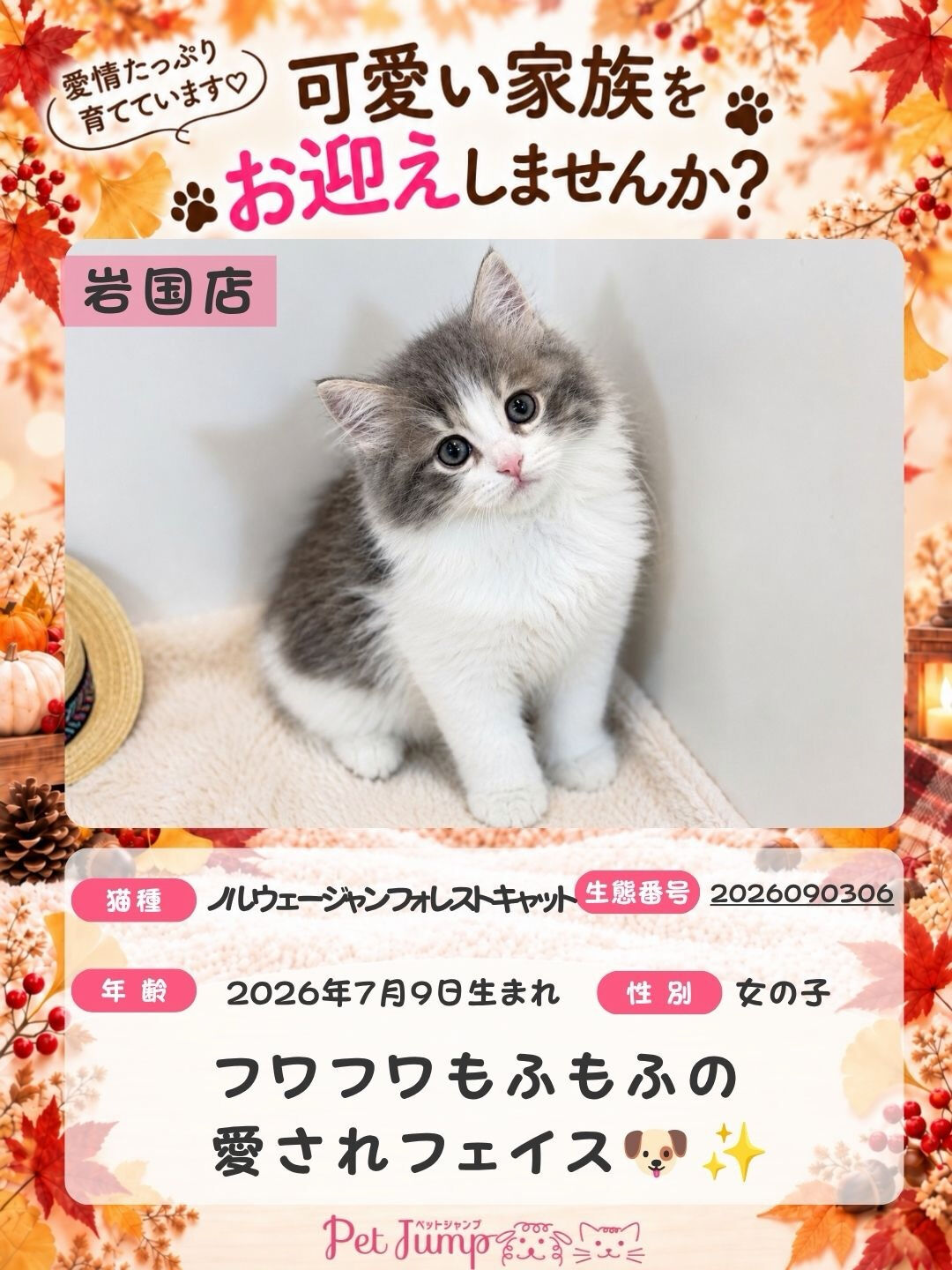 🐱💗 家族募集中 💗🐱