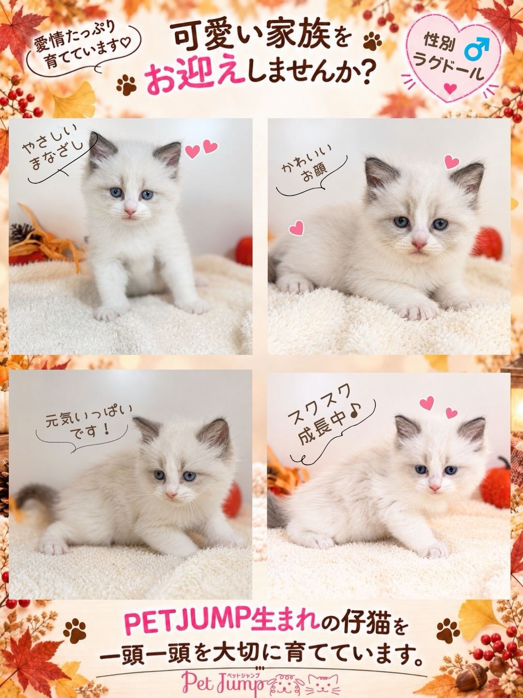 🐱💗 家族募集中 💗🐱