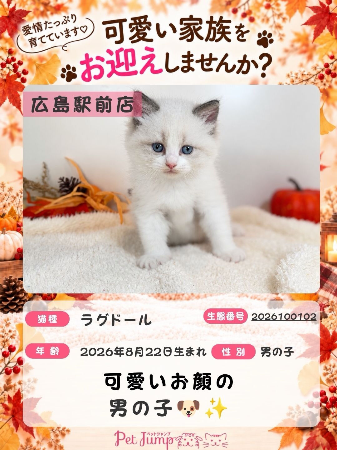 🐱💗 家族募集中 💗🐱