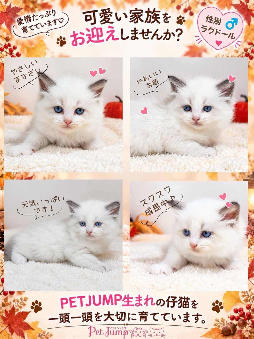 🐱💗 家族募集中 💗🐱