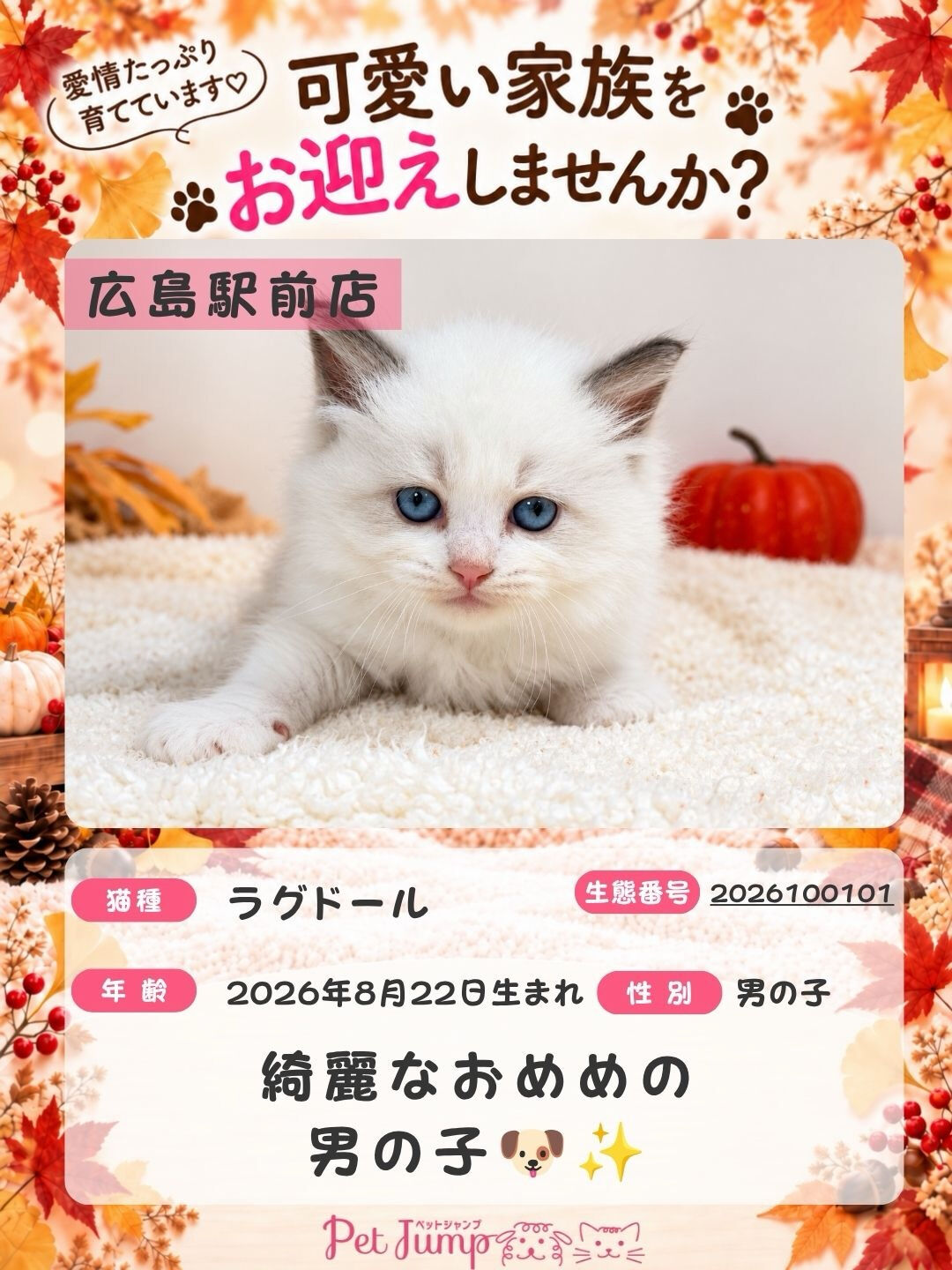 🐱💗 家族募集中 💗🐱